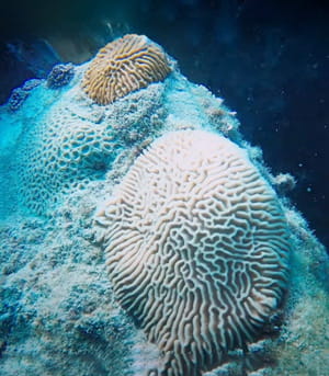 Coral Relocation and Conservation in Khalifa Port