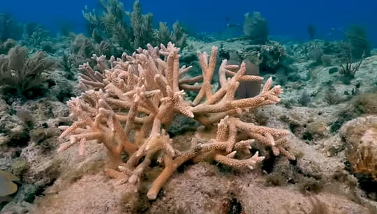 video thumbnial image